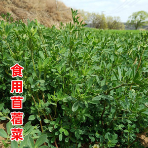 食用苜蓿菜紫花苜蓿种子种籽孑菜籽籽种饲料猪牛喂羊兔多年生牧草