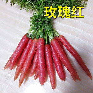 红色胡萝卜种子紫色水果萝卜四季籽种罗卜蔬菜种籽孑子红胡罗卜种
