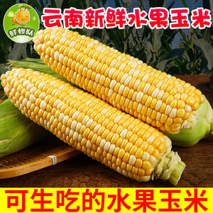 鲜蜂队云南金银水果玉米甜玉米新鲜果蔬玉米产地直发5斤包邮