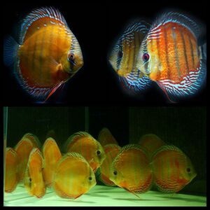 野彩黑格尔绿彩 红点绿全皇室蓝cr酷睿红彩 野血生七彩神仙鱼活体