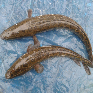 北京密云水库鱼野生黑鱼鲜活 新鲜黑鱼孕妇滋补下奶3斤起拍