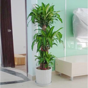 巴西木步步登高大型办公室内盆栽花卉绿植物盆景