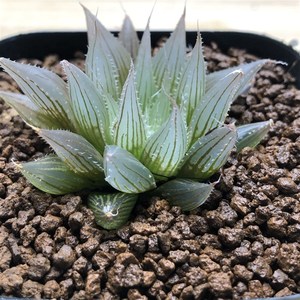 原始大卫针管玉露一物一拍十二卷冰灯肉肉植物万象玉扇寿迷你盆栽