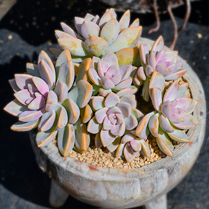 紫雾老桩多肉植物大颗好养稀有品种罕见肉肉室内盆栽淡雪特价清仓