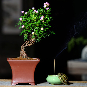 日本提根姬蔷薇紫砂盆景绿植花卉盆栽办公室内桌面禅意高档礼物精