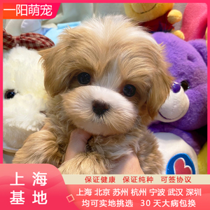上海高端犬舍纯种马尔泰幼犬宠物狗狗活幼体活犬马尔泰狗幼崽小型