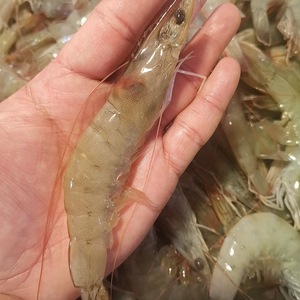 【18支-25支/斤】大概虾身长度15-17cm 湛江天然海捕大虾白对虾