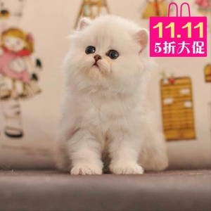 金色金吉拉