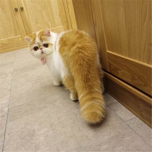 大尾巴加菲猫活体幼猫净梵红白加菲大脸猫三花宠物猫波斯猫小奶猫