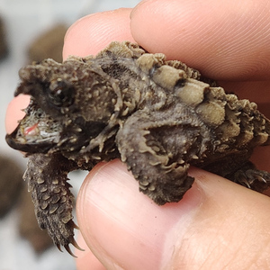 【龟龟家】龟龟家品牌,价格 - 阿里巴巴