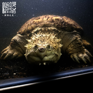 鳄龟纯佛大型
