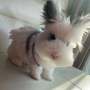 宠物兔网红盖脸西施猫猫兔活物长大不茶杯兔道奇兔可爱侏儒兔活体