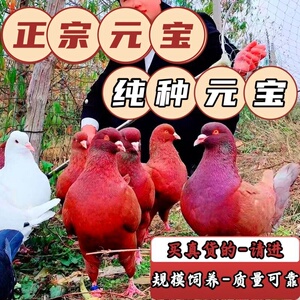 元宝鸽子活一对公母纯种正宗元宝鸽种鸽幼鸽特大巨型观赏鸽肉鸽子