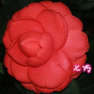 七巧茶花苗新款冬季庭院阳台红色花卉l绿植盆栽园艺带花苞包邮