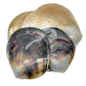 大溪地黑蝶贝抛光珍珠蚌壳 大溪地金蝶贝 海水珍珠蚌壳