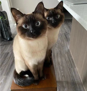 纯种暹罗猫幼猫活体宠物猫幼崽猫咪活物星罗猫泰国猫海豹重点虎斑