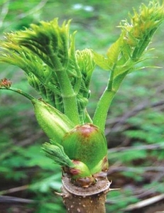 刺头菜苗图片