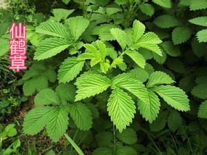 野生新鲜仙鹤草 脱力草 子母草 庭院阳台室内盆栽地栽 现挖包成活