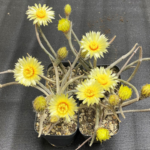 美杜莎女王开花实生仙人球类植物盆栽多肉植物星球属101-120