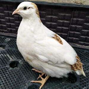 宠物鹌鹑种蛋可孵化手养鸟受精蛋买20个送10个共30个包邮