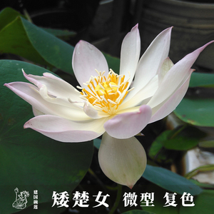 矮楚女碗莲