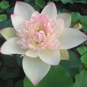 (新云锦 )中型荷花种藕碗莲盆栽莲花阳台水培植物 建国碗莲苑