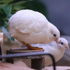 网红迷你宠物鸡活体观赏鸡白色一对下蛋鸡孵化蛋礼服德系瓦灰活苗