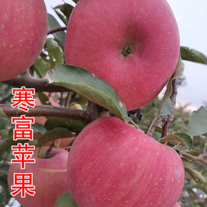 新品种寒富红富士苹果苗特大寒富苹果树苗嫁接南北方种植盆栽地栽