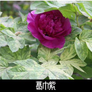 葛巾紫牡丹花苗大苗盆栽室内外庭院绿植正宗观赏重瓣牡丹花带花苞