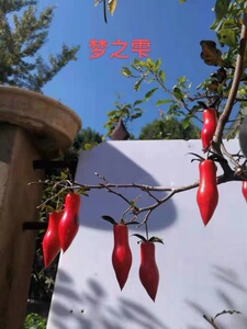 老鸦柿嫁接品种苗梦之雫天天黑凤红凉山独孤天下虞姬北彩等品种苗