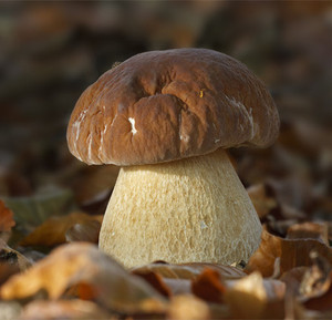 野生新鲜白牛肝菌红葱见手青庄河大腿蘑菇黄花鸡丝蘑现采现发二斤