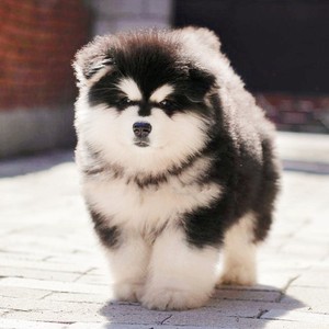 爱心领养纯种巨型熊版阿拉斯加犬幼犬活体宠物小狗狗大骨架雪橇犬