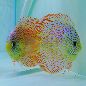 七彩神仙鱼鱼苗豹点金体 观赏鱼热带鱼包邮包损