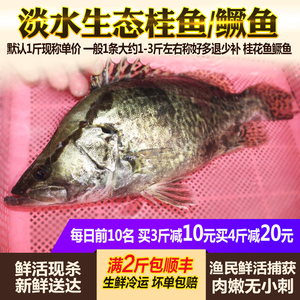 淡水鱼生态鳜鱼桂鱼 新鲜桂花鱼季花鱼鳌花鱼约500克鲜活体现杀