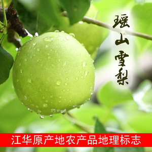 江华特产 瑶山雪梨 正宗原生态圆黄梨翠冠梨 新鲜雪梨5斤装包邮