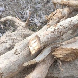 黄荆树根 四川大山野生新鲜黄荆根 布惊树根五指柑布荆根纯根