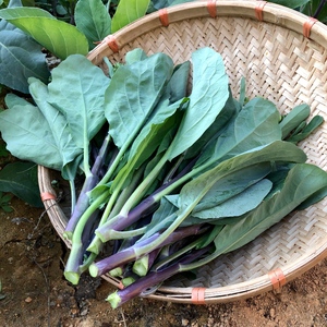 广东潮汕红脚芥兰菜新鲜蔬菜露天种植1斤装,满6斤包邮可混合搭配