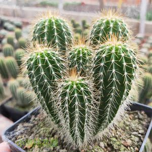 小清纯花屋 多头大凤龙仙人柱 大型仙人球 办公室小盆栽防辐射