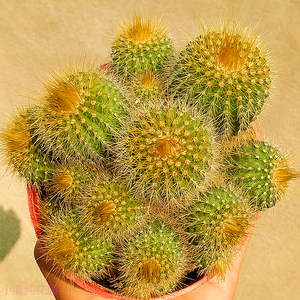 000人付款淘宝仙人球盆栽带花苞真花刺球金虎金冠小型可爱防辐射绿植