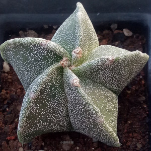 多肉植物 鸾凤玉 五角 琉璃 仙人球懒人植物易养护花卉绿植.