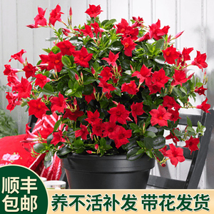 【带花苞发货】法国香水藤盆栽室内飘香藤茉莉开花爬藤植物四季