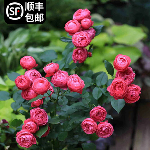 乔治一世国王月季