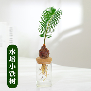 铁树苗室内