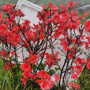 国旗红杜鹃花高山盆景熟桩树桩阳台庭院花卉绿植盆栽好养