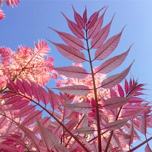 火烈鸟香椿树乔木2加仑盆栽花卉庭院地栽花园植物粉花灌木