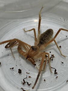 新疆避日蛛  捕食凶猛  观赏性强,无毒可以上手,宠物蜘蛛.