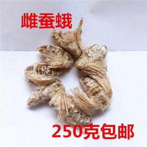 中药材母蚕蛾 雌蛾子 扑棱蛾子 白蚕蛾 30元250克包邮