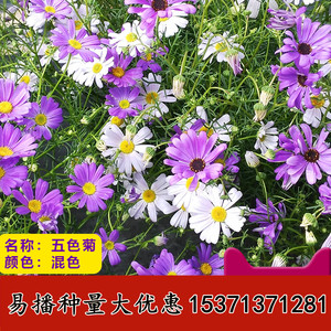 五色菊花种花籽室内阳台盆栽庭院紫色姬小菊花籽四季播种开花种子