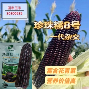 黑甜糯珍珠糯8号黑玉米种子紫玉米种籽早熟高产黑甜糯玉米种籽