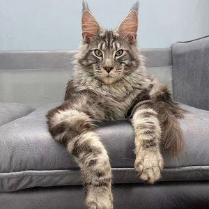 缅因猫幼猫纯种猫咪活物巨型血统森林猫舍银烟灰黑棕虎缅因长毛猫